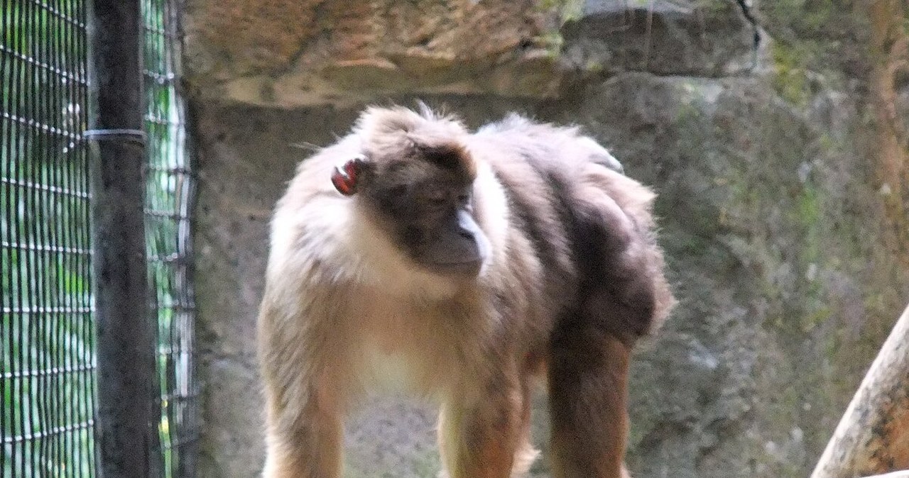 Przemycali używki przez granicę. W workach coś się ruszało