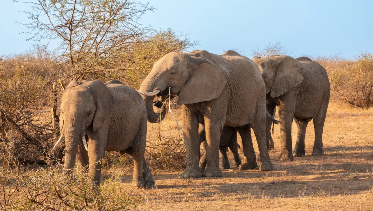 Nie żyje 68-letnia kobieta, stratowana przez stado słoni w Parku Narodowym Krugera w RPA. Trwa policyjne dochodzenie w sprawie śmierci turystki.
