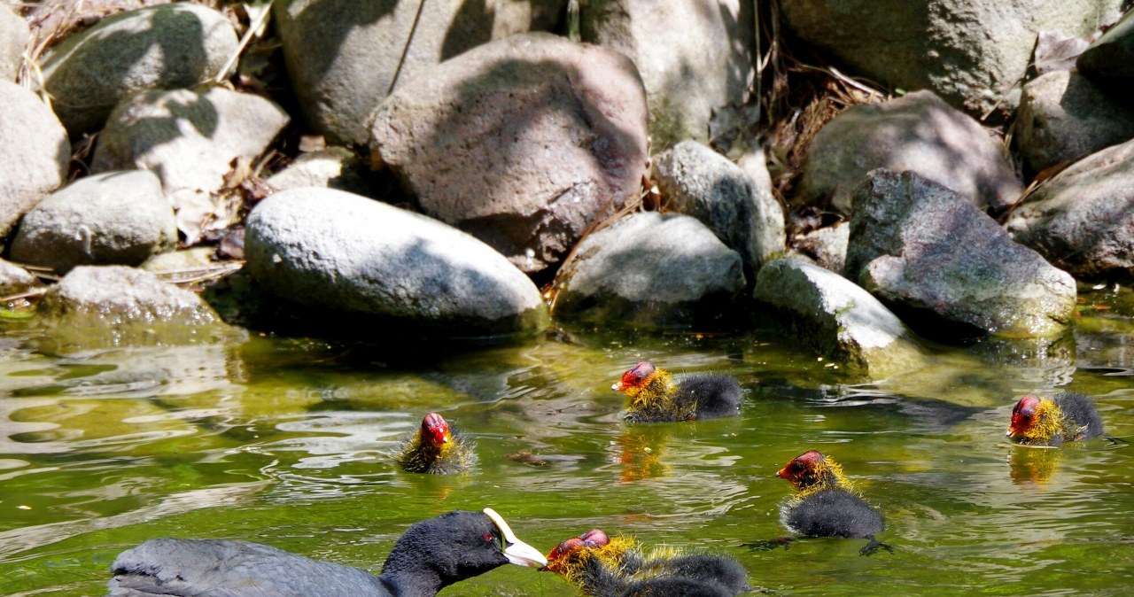 Ornitolodzy zaobserwowali coś u łódzkich ptaków. Musiały zmienić zachowanie Ornitolodzy zaobserwowali coś u łódzkich ptaków. Musiały zmienić zachowanie