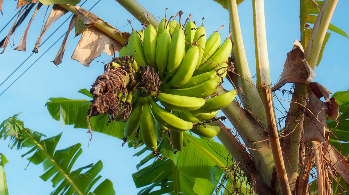Banany, które są jednymi z najpopularniejszych owoców na świecie, stoją w obliczu poważnego zagrożenia spowodowanego kryzysem klimatycznym. Z najnowszych badań wynika, że do roku 2080 niemal dwie trzecie obecnych obszarów uprawnych w Ameryce Łacińskiej i na Karaibach może stać się niezdolnych do hodowli tego owocu. 