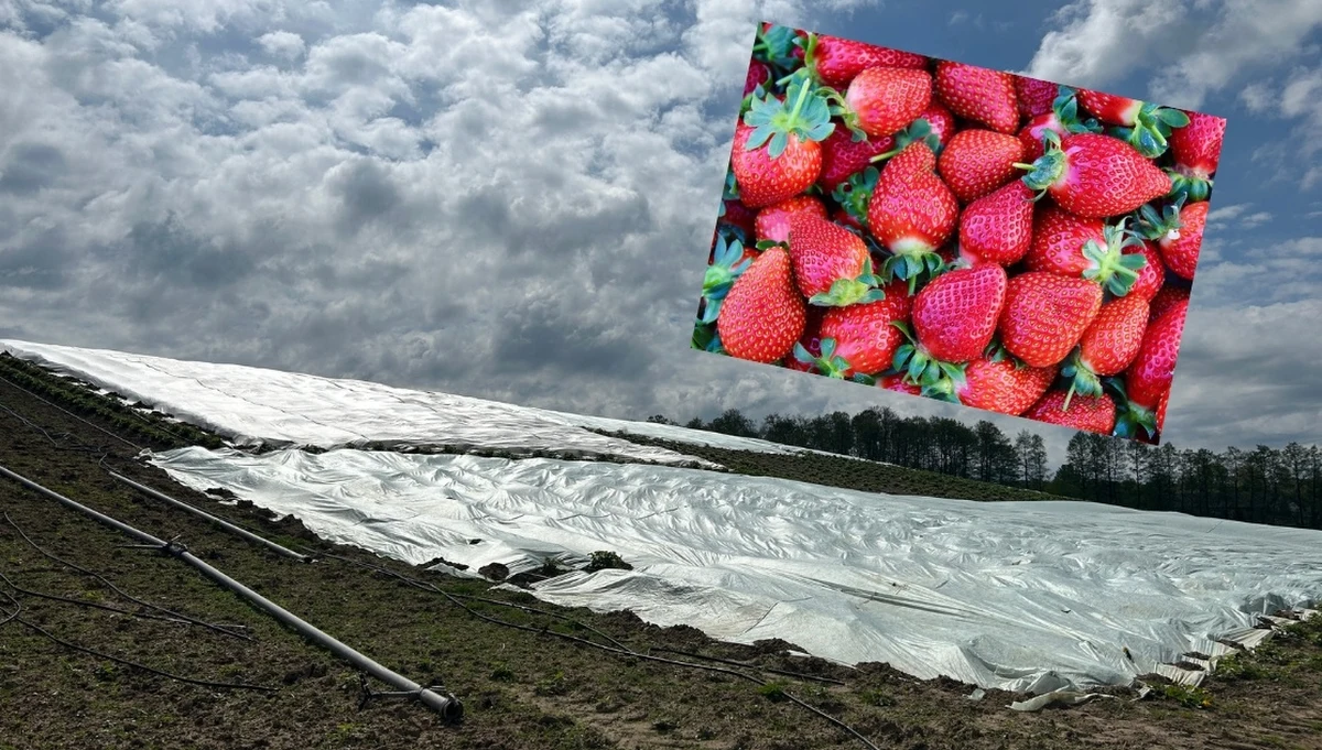 13 maja to imieniny Serwacego, czyli jednego z tzw. zimnych ogrodników. Na Kaszubach dziś w nocy temperatura spadła poniżej zera. "Truskawki kaszubskie będą na pewno trochę później niż zwykle. U mnie dopiero zaczynają kwitnąć. Myślę, że w połowie czerwca już powinny być" – mówi RMF FM Nikodem Kostuch, plantator truskawki z Chmielna.