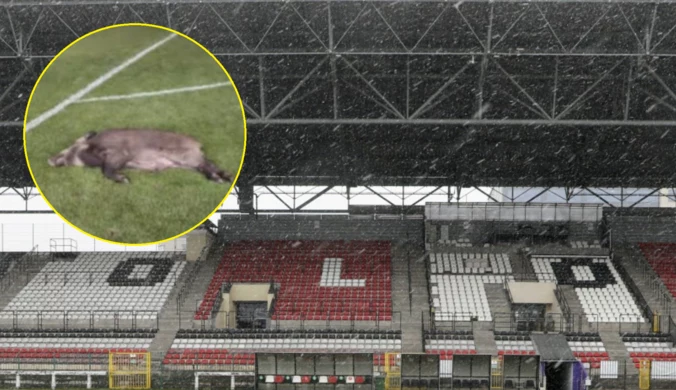 Dziki na murawie w centrum miasta nie przeszkadzają. Komisja PZPN przyznała licencję na Ekstraklasę