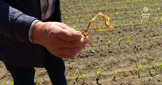 "Wydarzenia": To może być fatalny rok dla rolników. Wszystko przez suszę i ostatnie przymrozki