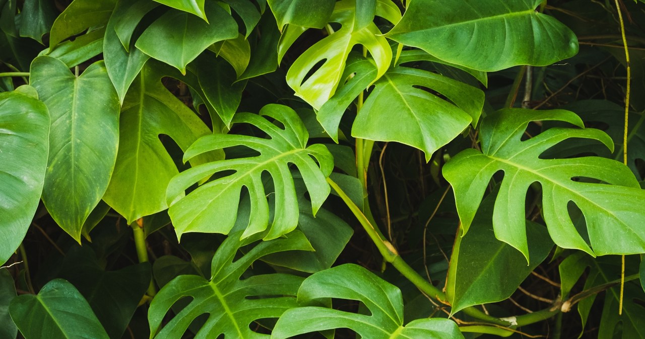 Potężna dawka minerałów za grosze. Monstera i zamiokulkas bujnie wystrzelą