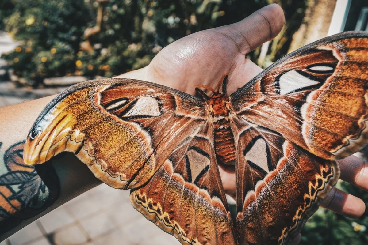 W motylarni Muzeum Fauny i Flory Morskiej i Śródlądowej w Jaworzu, niedaleko Bielska-Białej, można już podziwiać barwne motyle z różnych zakątków globu. Wkrótce dołączą do nich Pawice atlas, jedne z największych motyli na świecie.