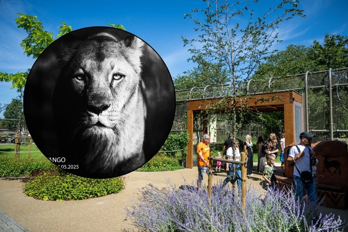 Nie żyje lwica Okavango – królowa wrocławskiego zoo. Dożyła sędziwego wieku - miała blisko 18 lat, czyli sporo więcej niż przeciętny lew. Była ulubienicą odwiedzających.