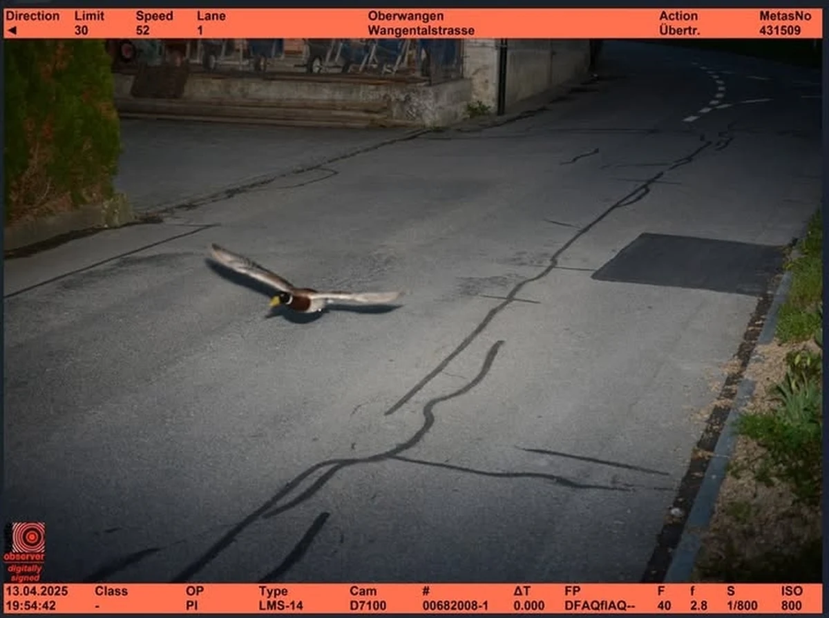 Zdjęcie z fotoradaru ustawionego w gminie Köniz w Szwajcarii jest hitem internetu. Radar zrobił fotkę… kaczce. 
