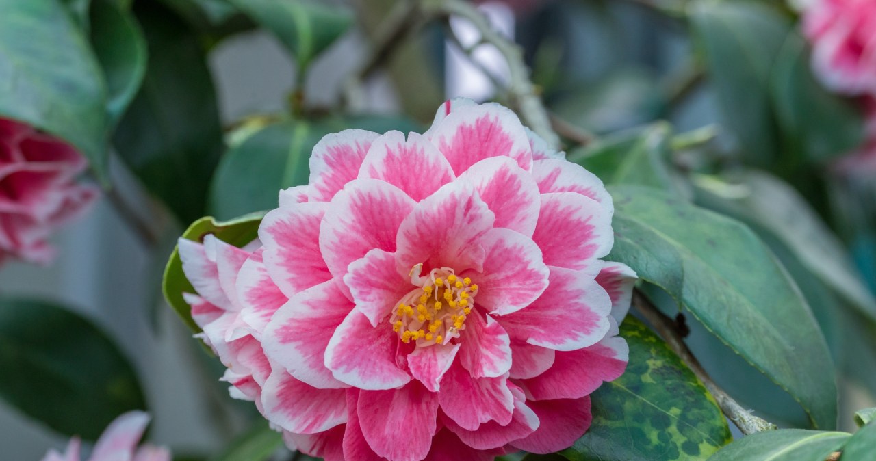 Jest w stanie rosnąć kilkadziesiąt lat. Ozdobny krzew konkuruje z różami