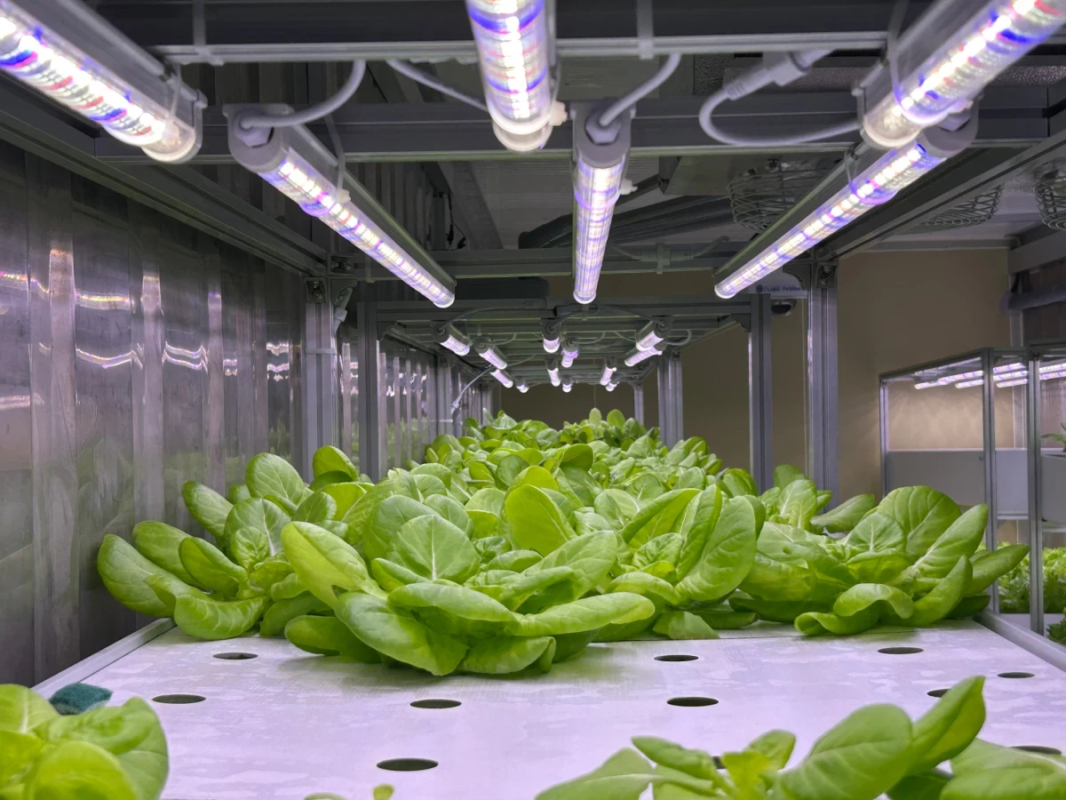 Trzy miesiące temu przed magazynem żywności w Olsztynie stanął kontener do uprawy warzyw w systemie hydroponicznym - bez słońca i w wodzie zamiast ziemi. Dzisiaj zebrano pierwszy plon.