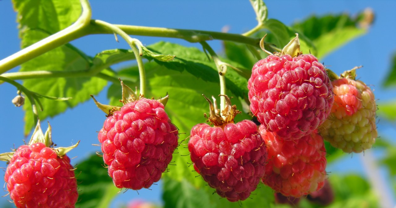 Ostatni dzwonek na sadzenie malin jesienią. Nie przegap kluczowego terminu