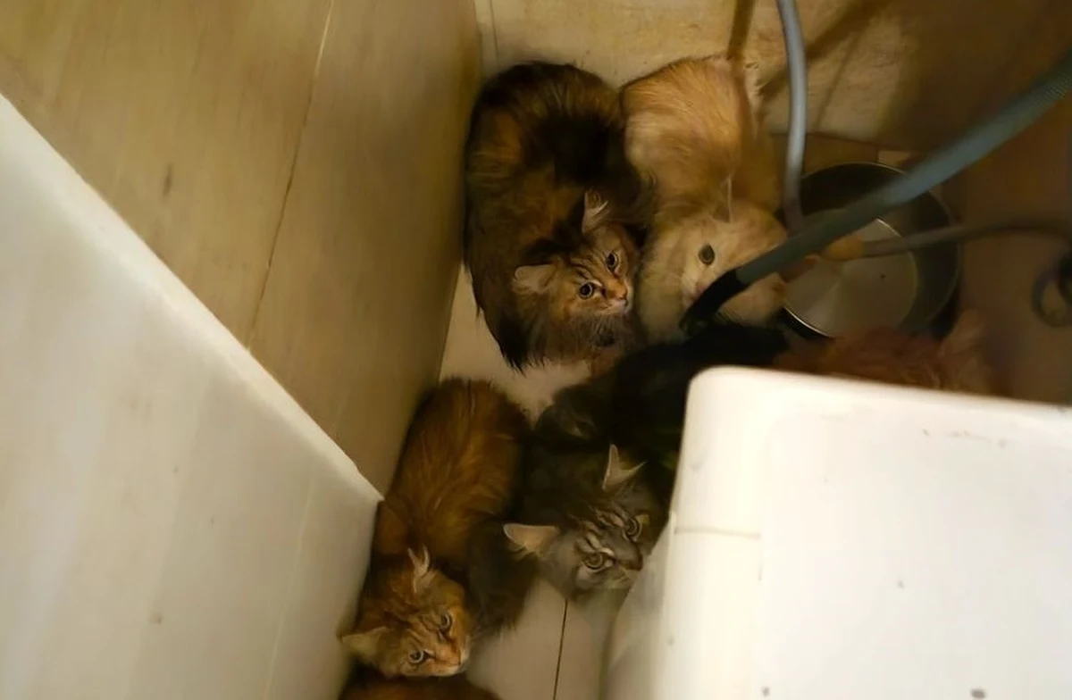 16 kotów rasy maine coon odebrano mężczyźnie w Szczecinie. Zwierzęta przebywały w warunkach rażącego zaniedbania. Koty zostały oddane pod opiekę specjalistów.