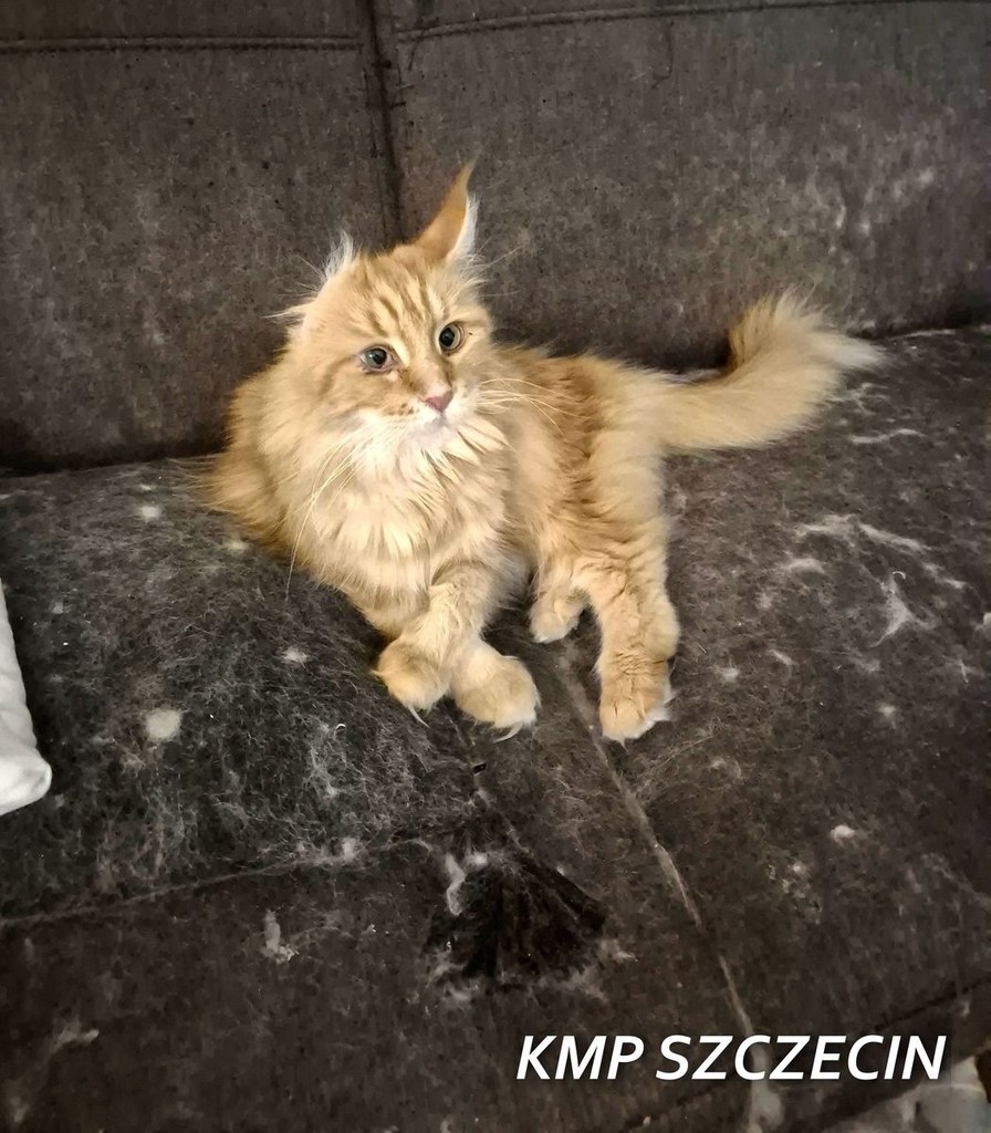 Uratowane koty ze Szczecina / fot. KMP Szczecin KMP Szczecin