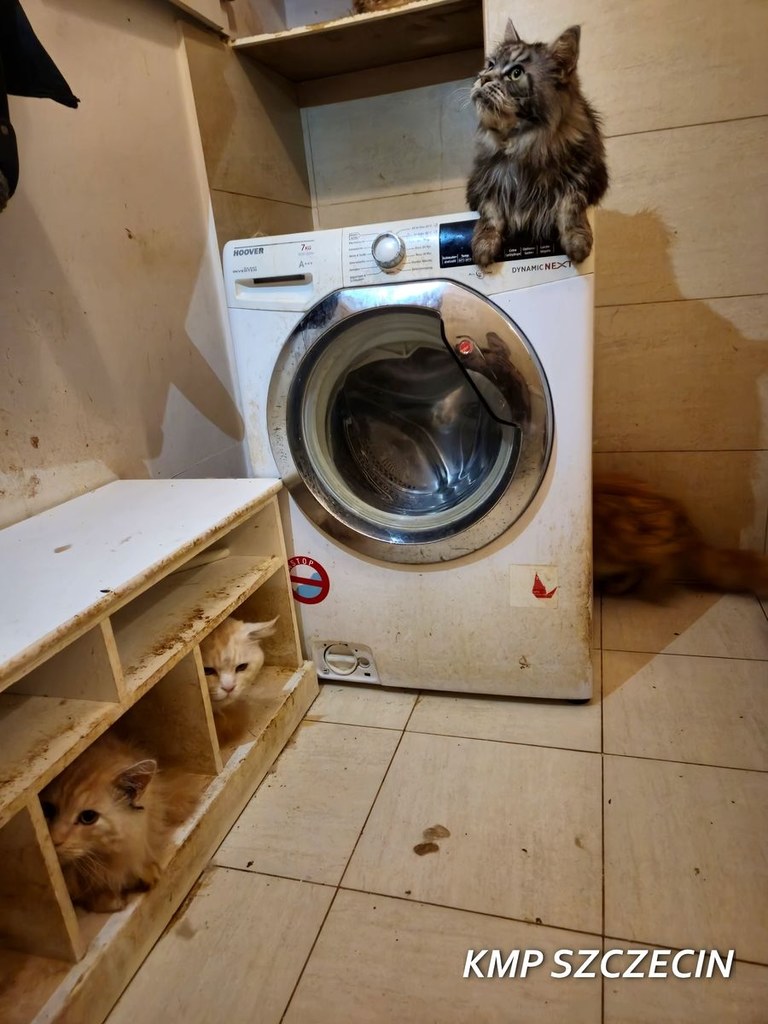 Uratowane koty ze Szczecina / fot. KMP Szczecin KMP Szczecin