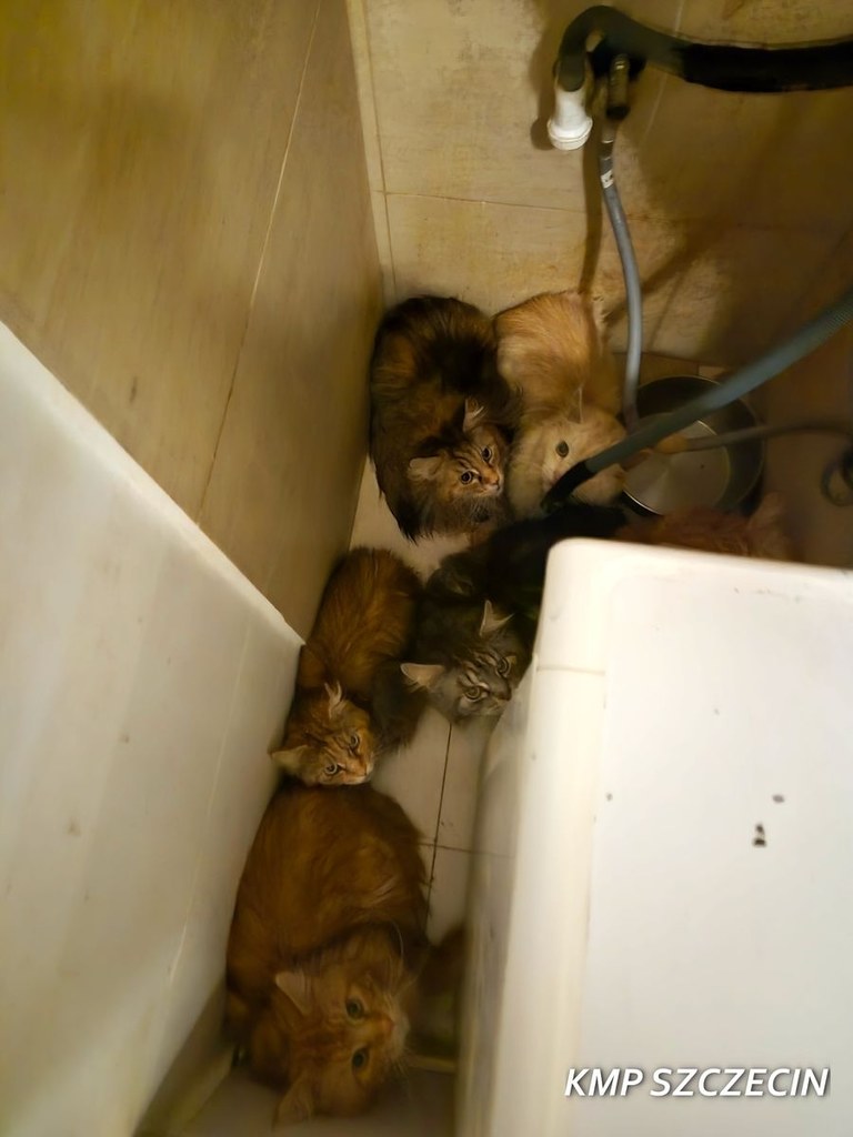 Uratowane koty ze Szczecina / fot. KMP Szczecin KMP Szczecin