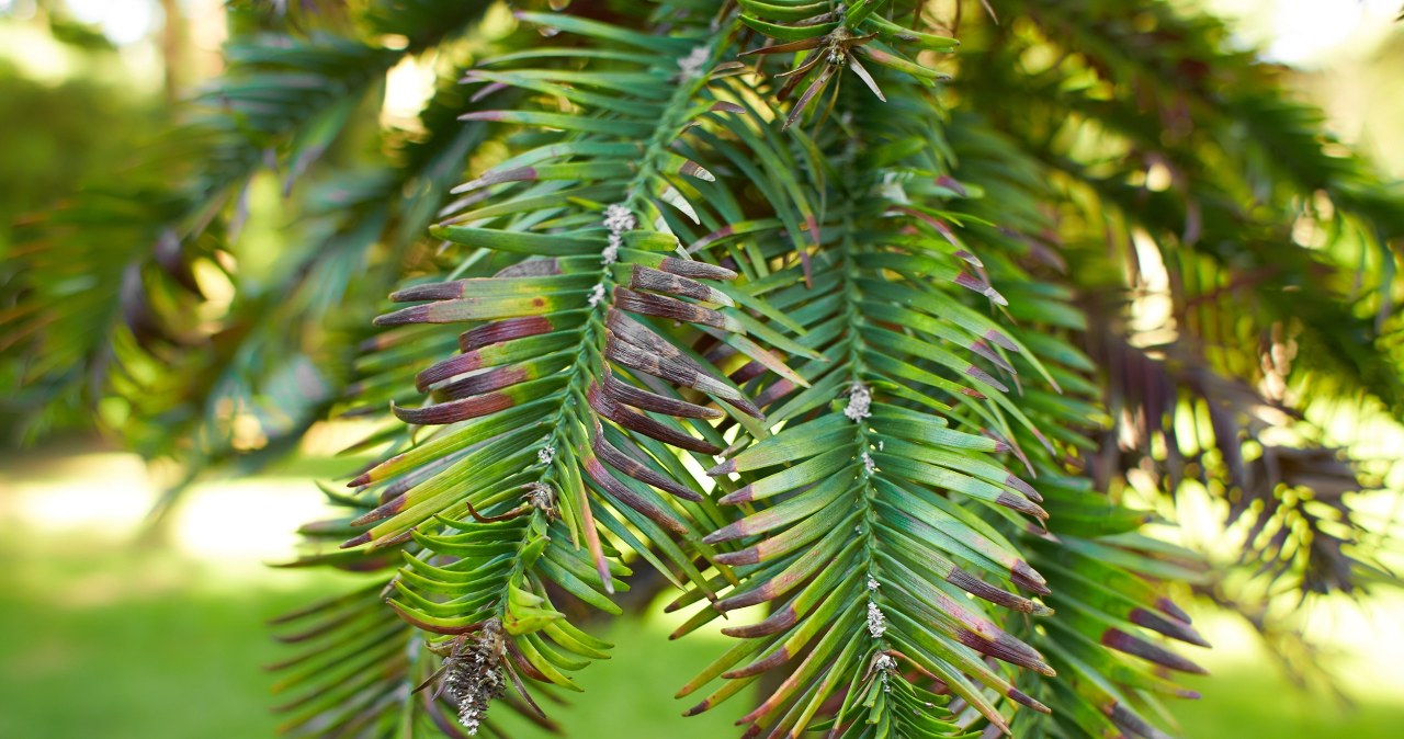 Nie wyrzucaj igieł spod iglaków. W ten sposób możesz je wykorzystać
