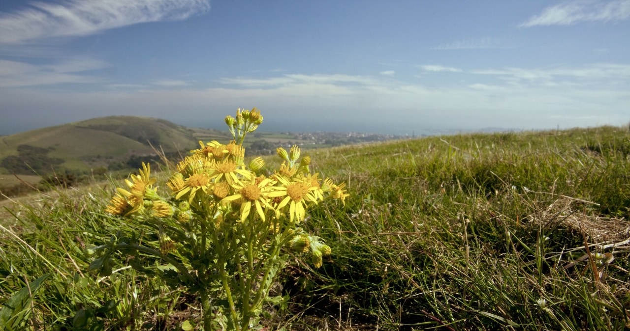 Niebezpieczna roślina rośnie w całej Polsce. Jest toksyczna dla wątroby