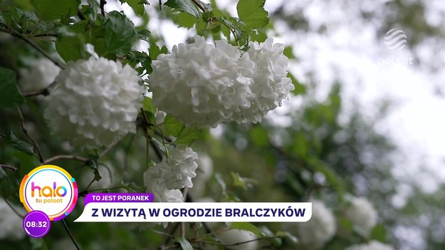 W deszczowy, majowy poranek nasz reporter Olek Sikora odwiedził Jerzego Bralczyka w jego domu w Milanówku. W domu, a właściwie w ogrodzie - bowiem znany językoznawca wspólnie z żoną, Lucyna Kirwil, pielęgnują wspaniały ogród, który założyli po kupnie domu w latach 90. Rozmowa, która z powodu niesprzyjających warunków atmosferycznych odbywała się pod parasolami, dotyczyła ogrodu, ale i językowych "chwastów", o które profesora Bralczyka pytał odrobinę stremowany autorytetem rozmówcy Olek Sikora.