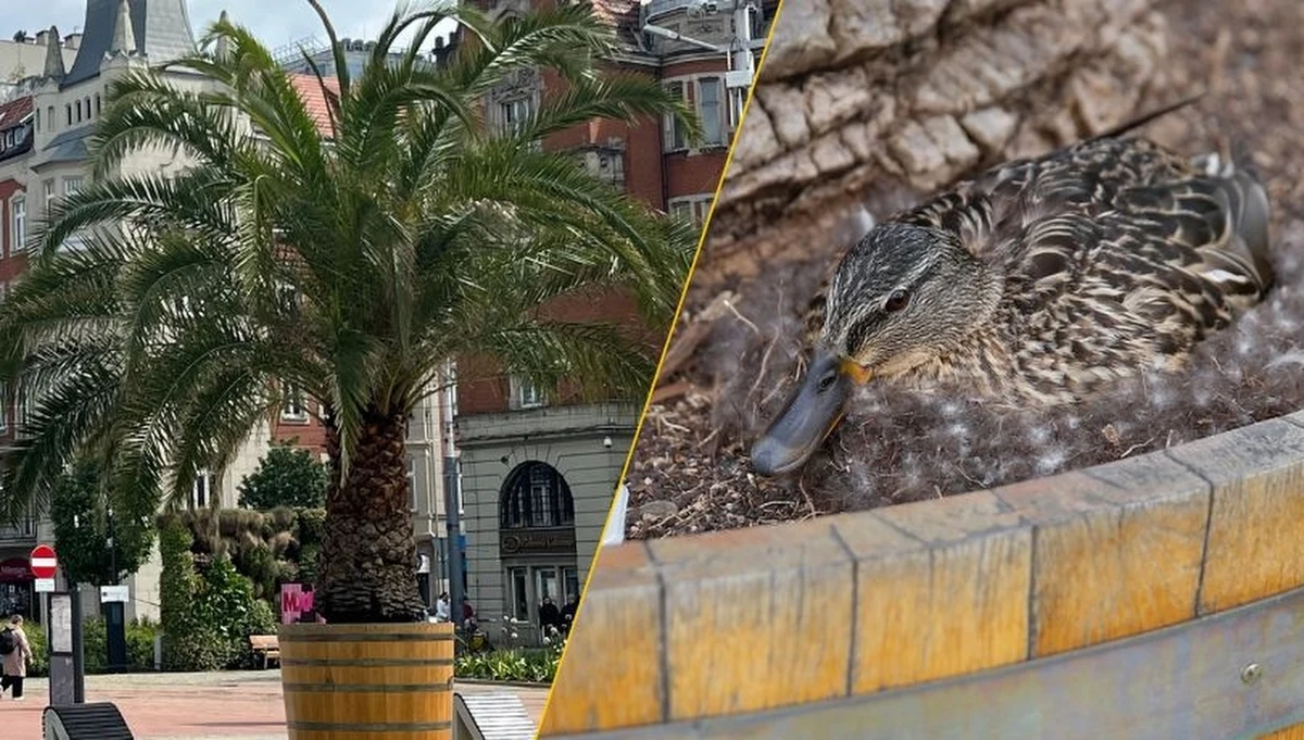 Palmy wróciły na rynek w Katowicach. Zimę spędziły w hali katowickich wodociągów, a teraz znów można pod nimi usiąść na leżakach przy sztucznej rzece Rawie.  W tym roku jednak na rynku są na razie tylko trzy z czterech feniksów kanaryjskich. Winna jest... kaczka. 