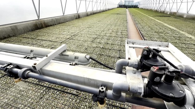 Leśne przedszkole ze wsparciem robotów. Zanim posadzi się las, młode sadzonki drzew są przygotowywane w specjalnych szkółkach. Te prace coraz częściej są zautomatyzowane. Sadzenie nasion, utrzymywanie odpowiedniej temperatury i podlewanie wykonują maszyny. O terminatorze z zagajnika opowie Marcin Szumowski.