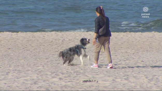 Komu przeszkadzają psy na polskich plażach, a kto chce z nimi wypoczywać? Rzecznik Praw Obywatelskich zaskarża zakazy wstępu, więc wiele samorządów je znosi. O argumentach obu stron dla "Wydarzeń" Wojciech Gaweł.