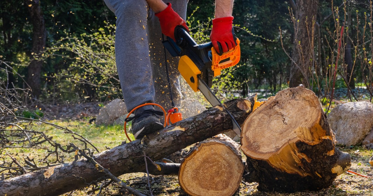 Nowy projekt trafił do Sejmu. Będą zmiany w przepisach dotyczących wycinki drzew?