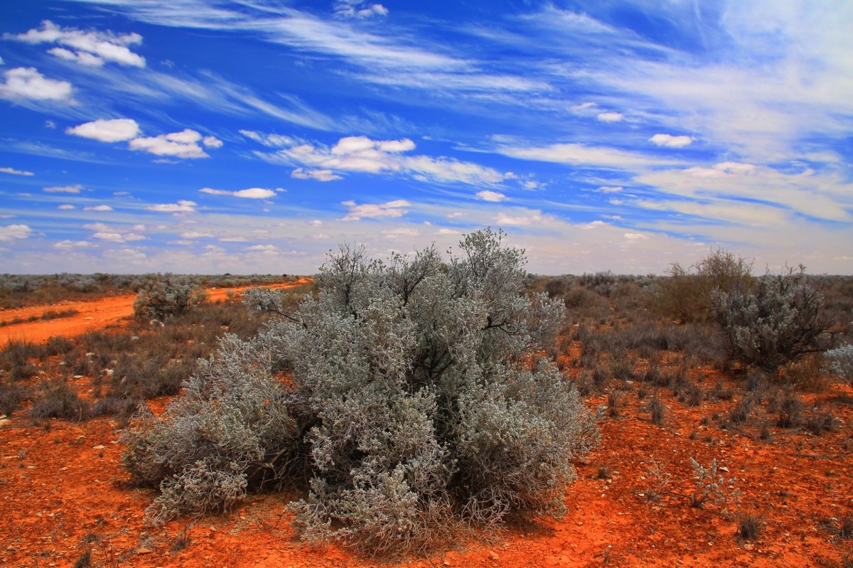 Przełom w historii ewolucji. Australijski gad zmienia wszystko