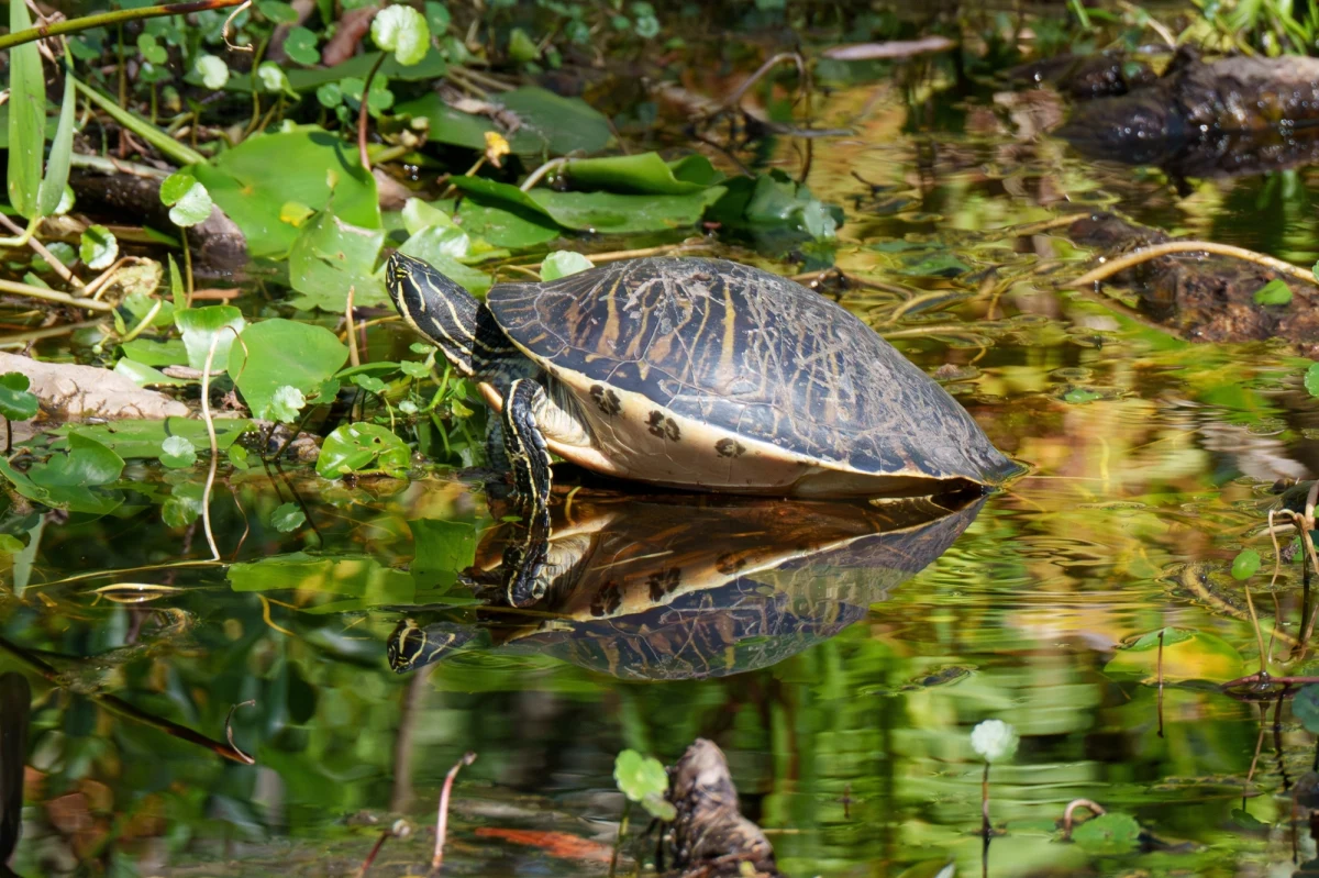 Nietypowy gość pojawił się w centrum Poznania. W środę 14 maja przechodnie zauważyli dużego żółwia w okolicach ulicy Kolejowej. Zwierzę zostało odłowione przez Ekopatrol Straży Miejskiej i przekazane specjalistom z Uniwersytetu Przyrodniczego w Poznaniu. Jak się okazało, to przedstawiciel egzotycznego gatunku Pseudemys floridiana, pochodzącego z południowo-wschodnich rejonów Stanów Zjednoczonych. 
