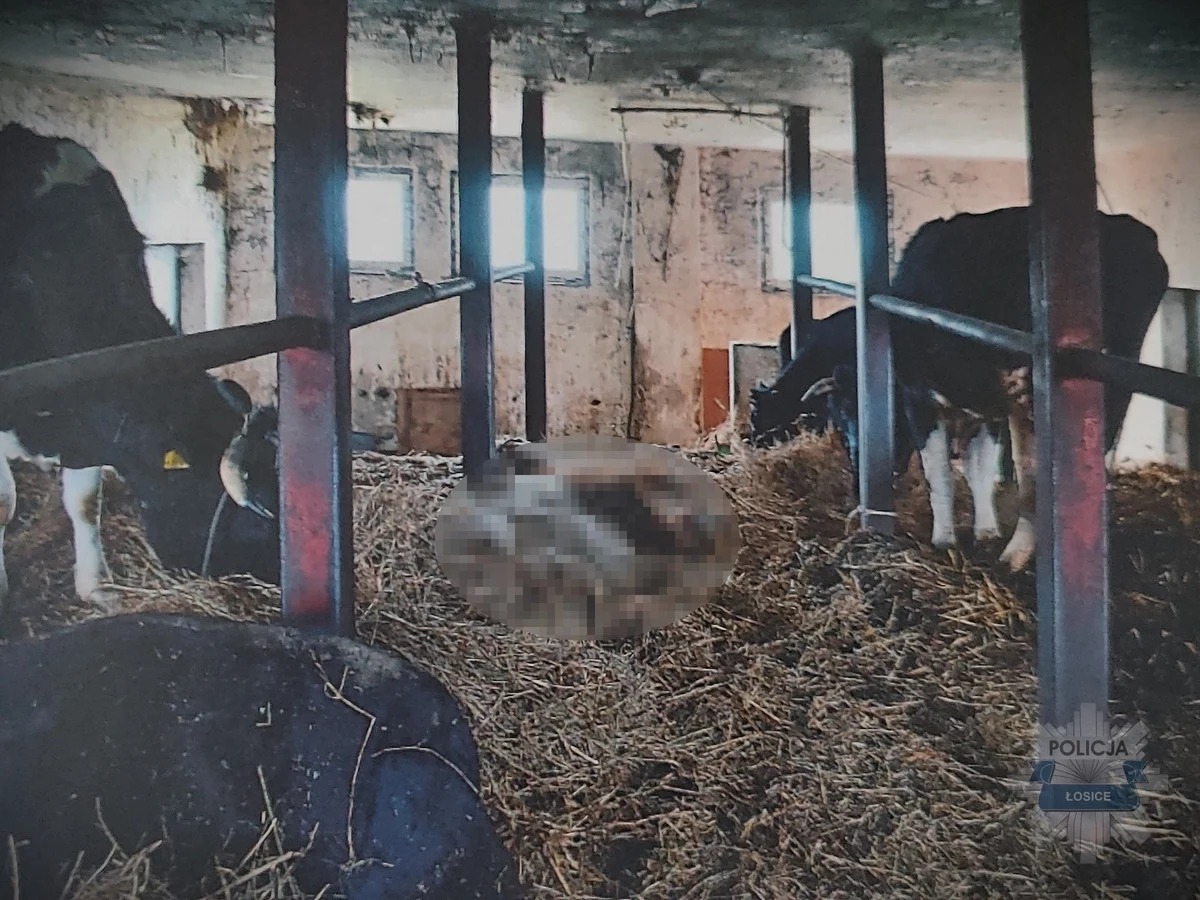 Do pięciu lat więzienia grozi 54-latkowi z Mazowsza za znęcanie się nad zwierzętami. W gospodarstwie w gminie Stara Kornica trzy krowy padły, a pięć znajdowało się stanie skrajnego wycieńczenia. Właściciel stada został zatrzymany i usłyszał zarzuty.