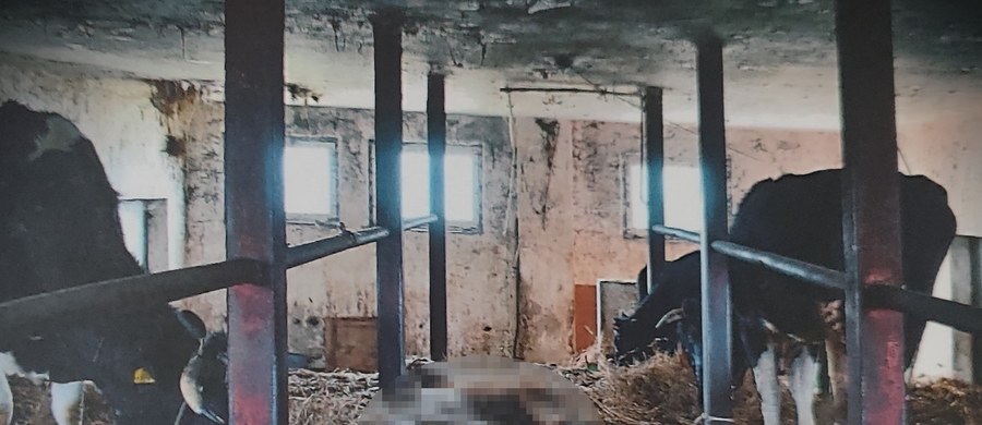 Do pięciu lat więzienia grozi 54-latkowi z Mazowsza za znęcanie się nad zwierzętami. W gospodarstwie w gminie Stara Kornica trzy krowy padły, a pięć znajdowało się stanie skrajnego wycieńczenia. Właściciel stada został zatrzymany i usłyszał zarzuty.