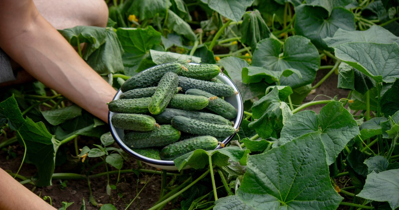 Ogórki będą rosnąć jak marzenie. Obowiązkowy trik podczas sadzenia