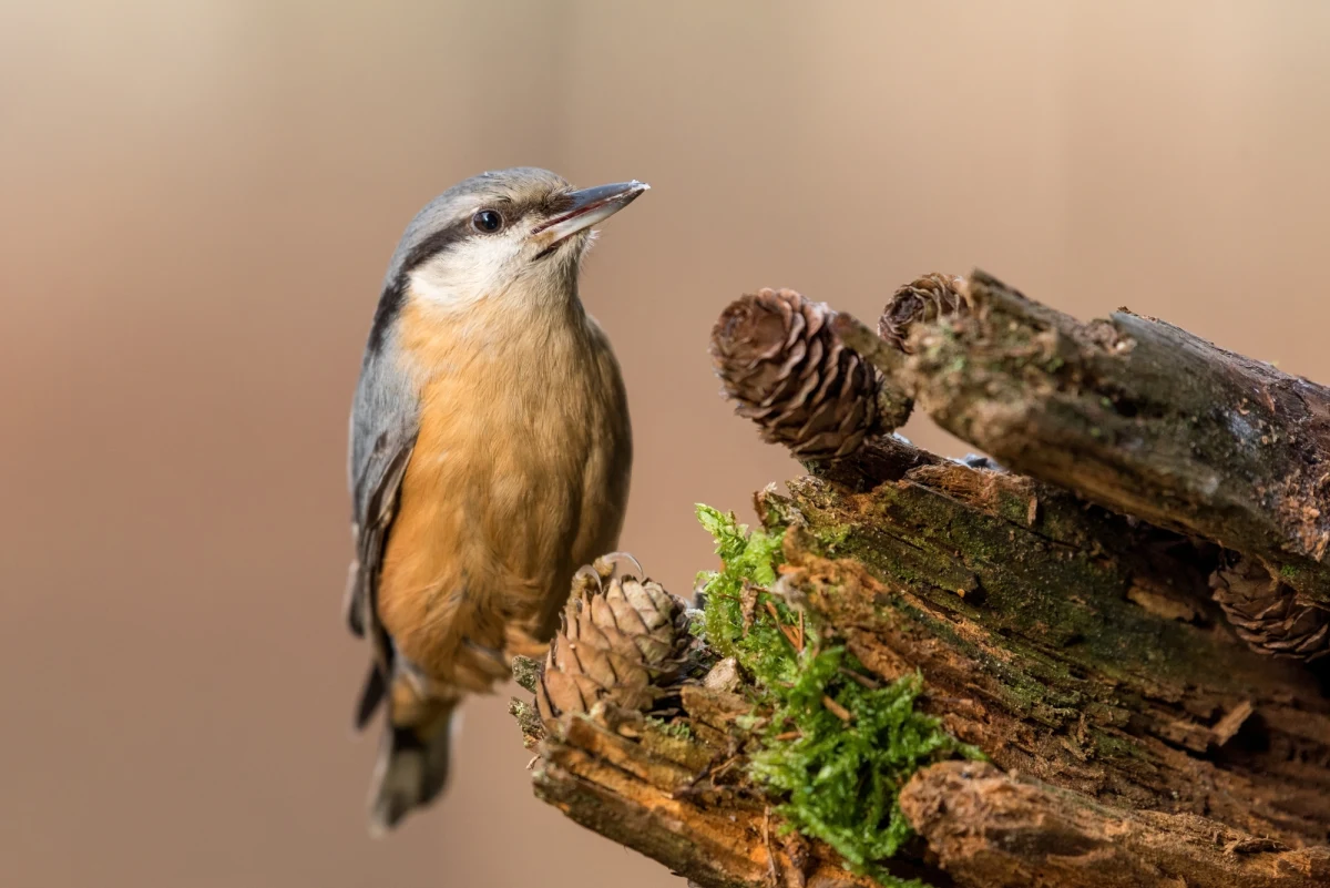 "Teraz, jeżeli byśmy się wybrali do lasów, to na pewno będziemy słyszeli śpiewające zięby, bogatki, kosy, rudziki, a pojawiły się już wilgi. Z takich późnych gatunków mamy już też dziwonie, świstunki leśne, także jest cały komplet gatunków ptaków" - mówi dr hab. Michał Budka, ekoakustyk z Wydziału Biologii Uniwersytetu Adama Mickiewicza w Poznaniu, gość Wykładu otwartego w internetowym Radiu RMF24.