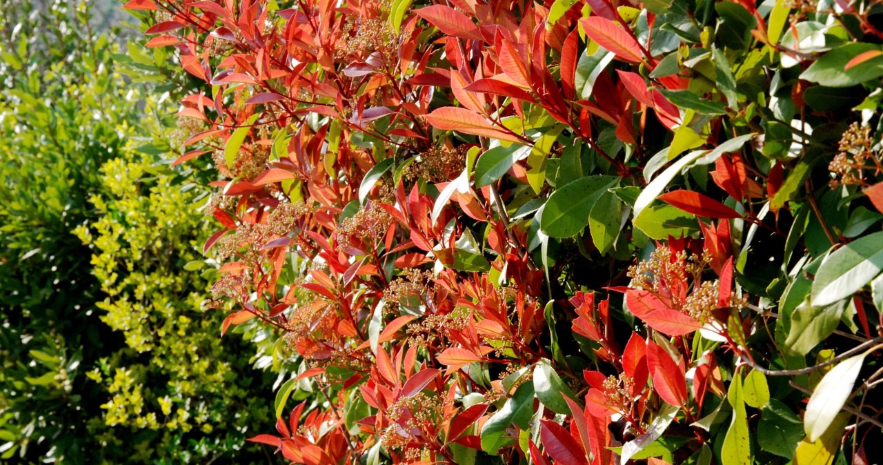 Alternatywa dla tui i bukszpanu. Sprawdzi się jako żywopłot