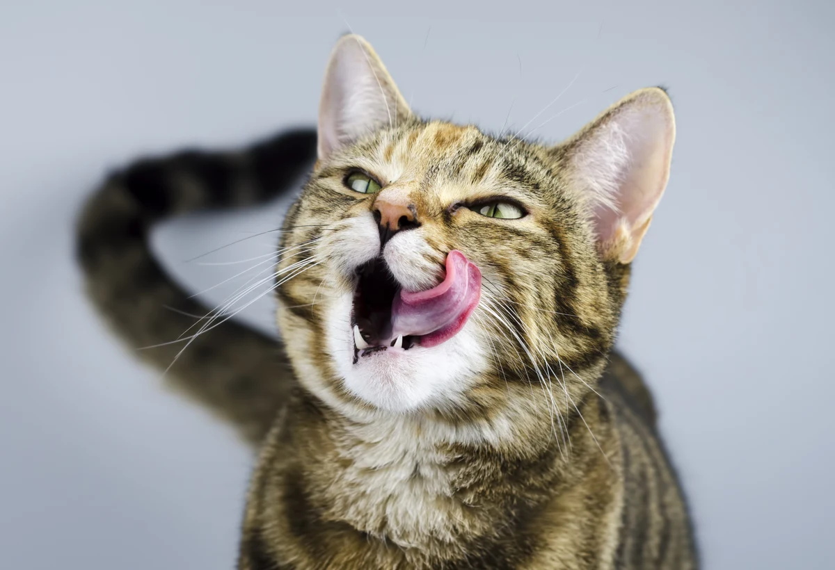 Funkcjonariusze jednego z kostarykańskich więzień udaremnili próbę przemytu narkotyków. Nielegalne substancje miał dostarczyć do więzienia kot. Zwierzakowi przymocowano do ciała zasobniki z marihuaną i heroiną. O sprawie poinformował resort sprawiedliwości Kostaryki.