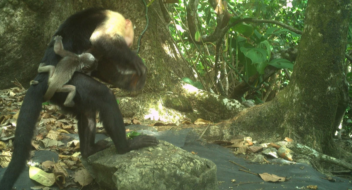 Wyjce zamieszkujące wyspę Jicaron u wybrzeży Panamy nie mają łatwego życia. Wszystko przez kapucynki panamskie, które porywają ich nowo narodzone dzieci. Przestępczy proceder zaobserwowano trzy lata temu i w międzyczasie stwierdzono, że porwania to nowy trend wśród znudzonych, młodych samców kapucynek.