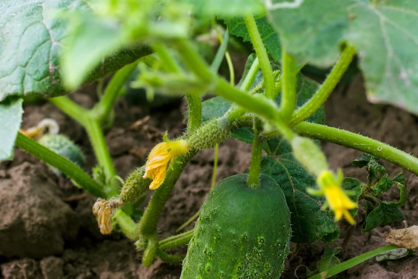 Ogórki będą rosły jak szalone. Wystarczy dobre towarzystwo w ogródku