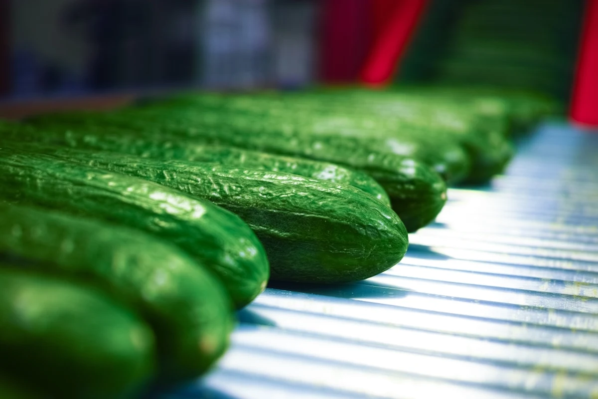 Polska sprowadza coraz więcej ogórków i coraz więcej tych warzyw pochodzi z Rosji. Na początku 2025 roku import ogórków z kraju Władimira Putina wzrósł znacząco. Przyczyna tego stanu rzeczy jest dość banalna, a chodzi po prostu o cenę. Zdziwienie budzi jednak fakt, że mimo sankcji oraz zintensyfikowanej niechęci obu państw do siebie, handel nie tyle nie ustał, ile rozkwita. Sprawa jest o tyle poważna, że partie ogórków mogą nie spełniać unijnych norm.