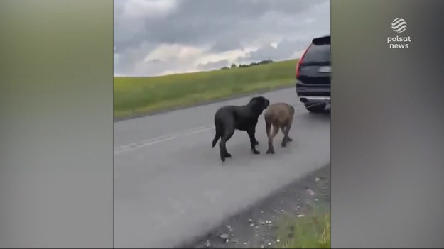 Drastyczne sceny w Pniówku na Śląsku. Policja zatrzymała mężczyznę, który ciągnął za samochodem dwa psy przywiązane do haka holowniczego. Funkcjonariuszy na miejsce wezwała kobieta, która przerwała dwugodzinny horror zwierząt, stając na drodze ich właścicielowi. Materiał dla "Wydarzeń" przygotowała Daria Sieńkowska-Knap.
