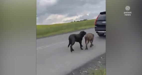 "Wydarzenia": Psy na haku holowniczym. "Prowadzę, bo mi uciekły"