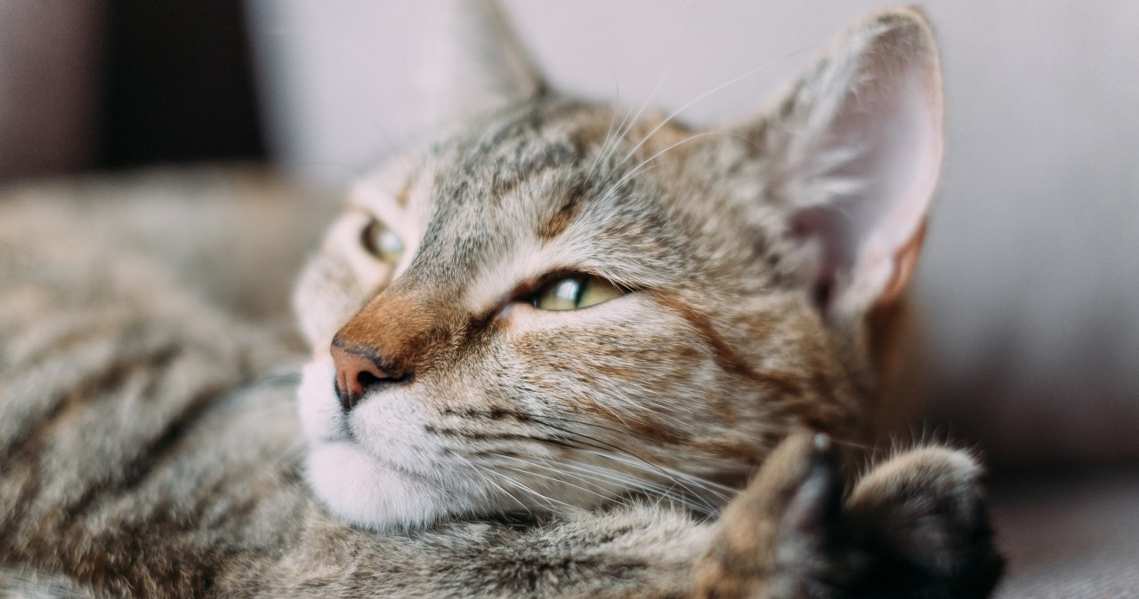 Jak opiekować się kotem-seniorem? Wiele osób robi ten błąd