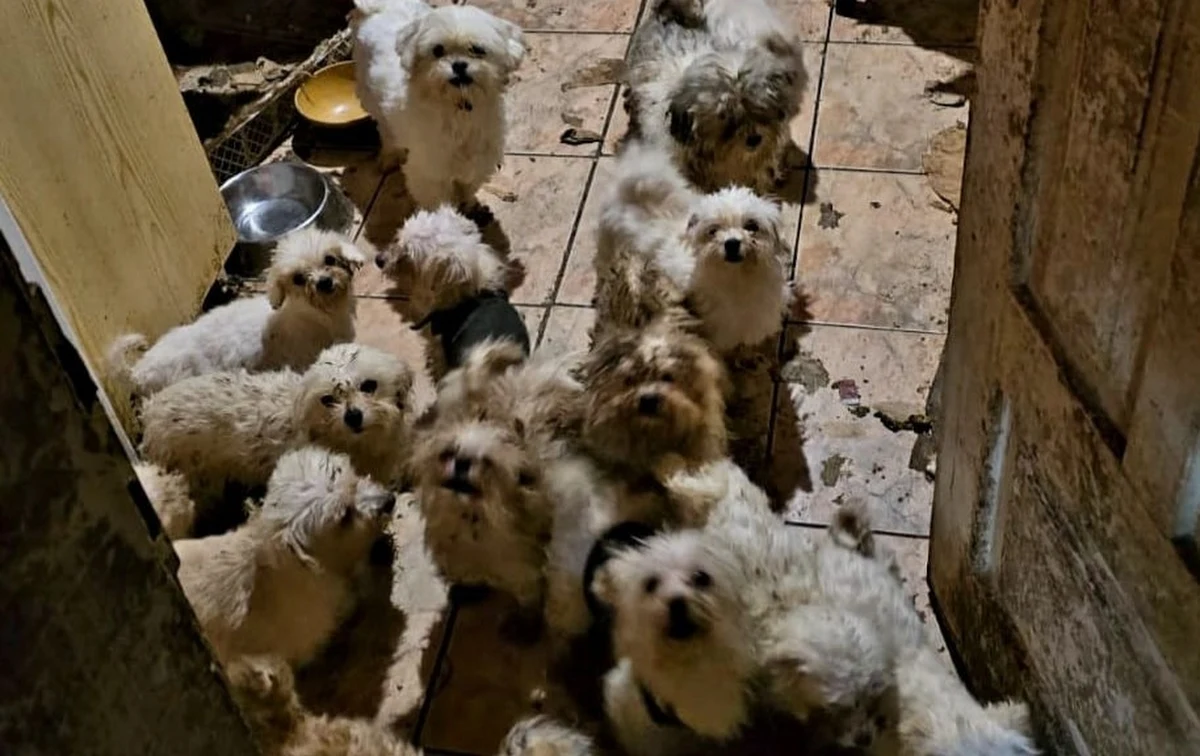 39 psów, prawdopodobnie z nielegalnej hodowli, odebrano 71-letniej kobiecie w Opolu Lubelskim. Policja prowadzi postępowanie w sprawie znęcania się nad zwierzętami.