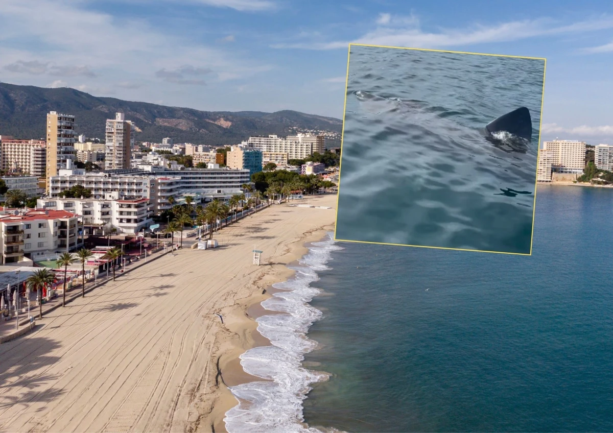 Nagranie, na którym widać moment spotkania z 12-metrowym rekinem u wybrzeży popularnego hiszpańskiego kurortu Marbella położonego na Costa del Sol, podbija sieć. Wideo opublikowane przez lokalny klub sportów wodnych Aqua Time Marbella przedstawia drapieżnika przepływającego zaledwie kilka metrów od brzegu.