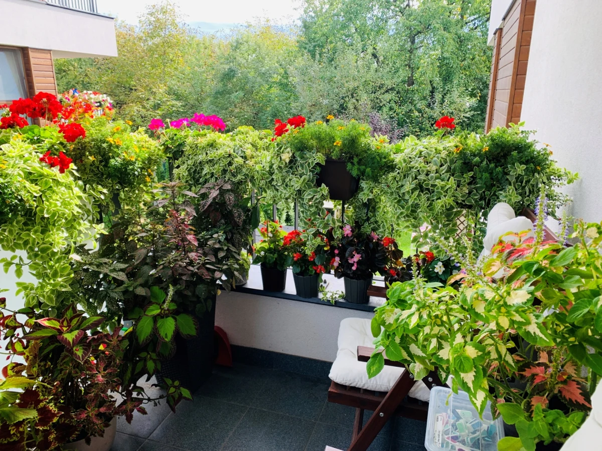 Masz na balkonie kwiaty? A na dodatek uwielbiasz grillować w tym miejscu? Musisz liczyć się ze słonym mandatem. Za co dokładnie? Przeczytasz w tym artykule. 