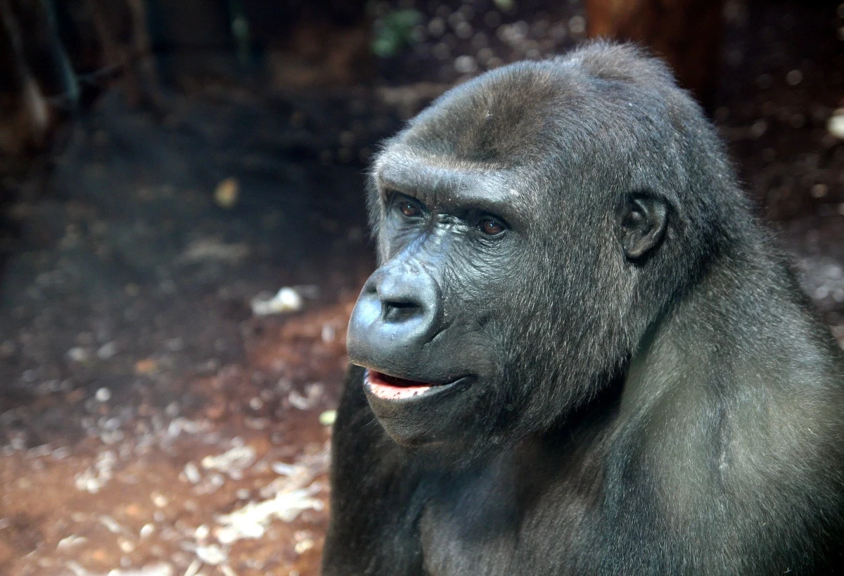 Na ten przyjazd warszawskie zoo czekało z niecierpliwością. Do stołecznego ogrodu przyjechały dwie samice goryla srebrnogrzbietnego. N'Hasa i N'iralé dołączyły do samca Aziziego.