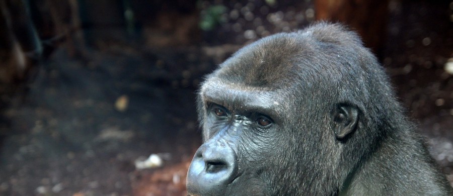 Na ten przyjazd warszawskie zoo czekało z niecierpliwością. Do stołecznego ogrodu przyjechały dwie samice goryla srebrnogrzbietnego. N'Hasa i N'iralé dołączyły do samca Aziziego.