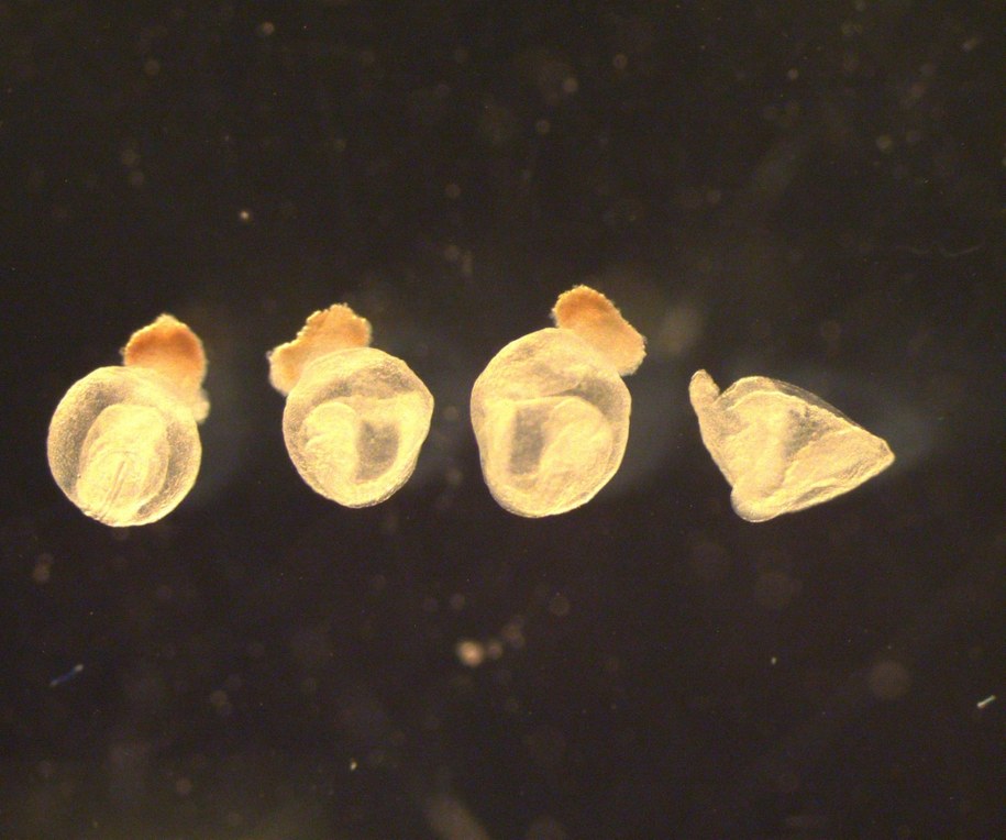 /foto: The EMBO Journal /