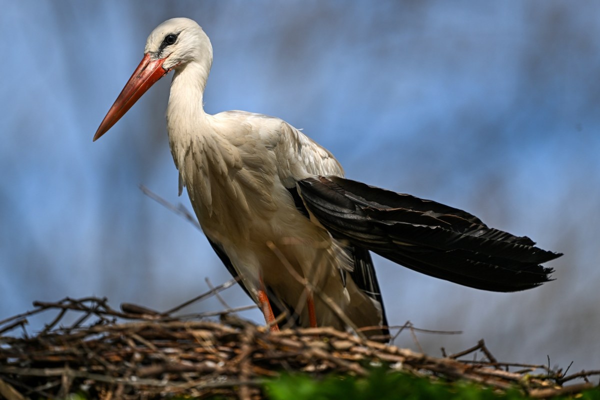 Niespodziewana wizyta bociana w Irlandii Północnej. Ornitolodzy zachwyceni