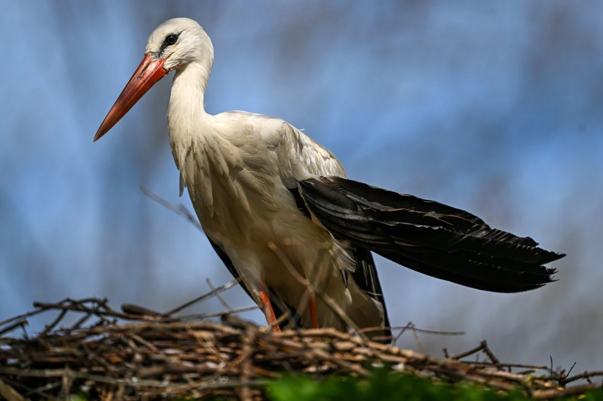 Rzadka wizyta bociana w Irlandii Północnej wywołała zachwyt wśród ornitologów i miłośników ptaków. Pojawił się w ciągu ostatnich dwóch dni w różnych częściach. Widziano go w Ogrodach Botanicznych w Belfaście, w Downpatrick w hrabstwie Down, a nawet w Donegal. 