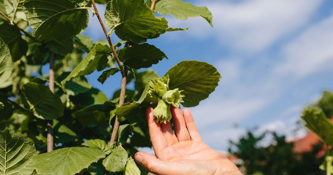 Seniorze, koniecznie wprowadź do diety. To naturalny obniżacz cholesterolu