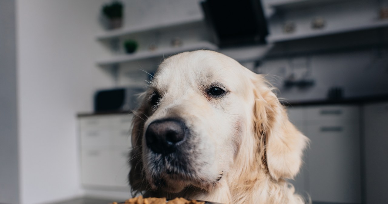 Możesz dodać psu do posiłku. Będzie zachwycony i zdrowy