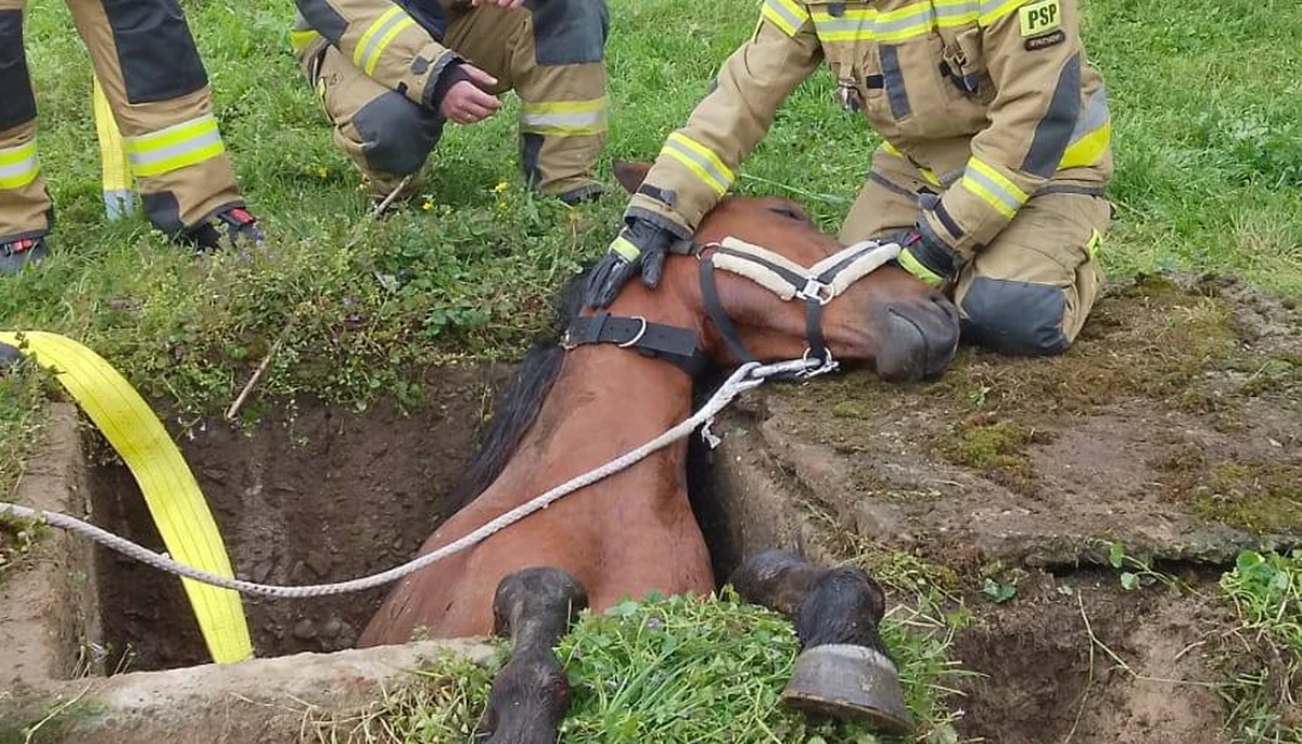 Podkarpaccy strażacy uczestniczyli niedawno w nietypowej akcji. Mundurowi wyciągali konia, który wpadł do podziemnego zbiornika. 
